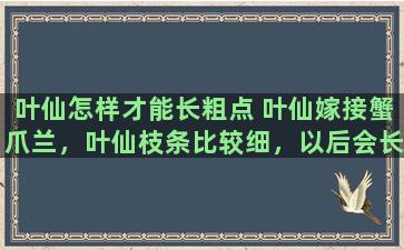 叶仙怎样才能长粗点 叶仙嫁接蟹爪兰，叶仙枝条比较细，以后会长粗吗